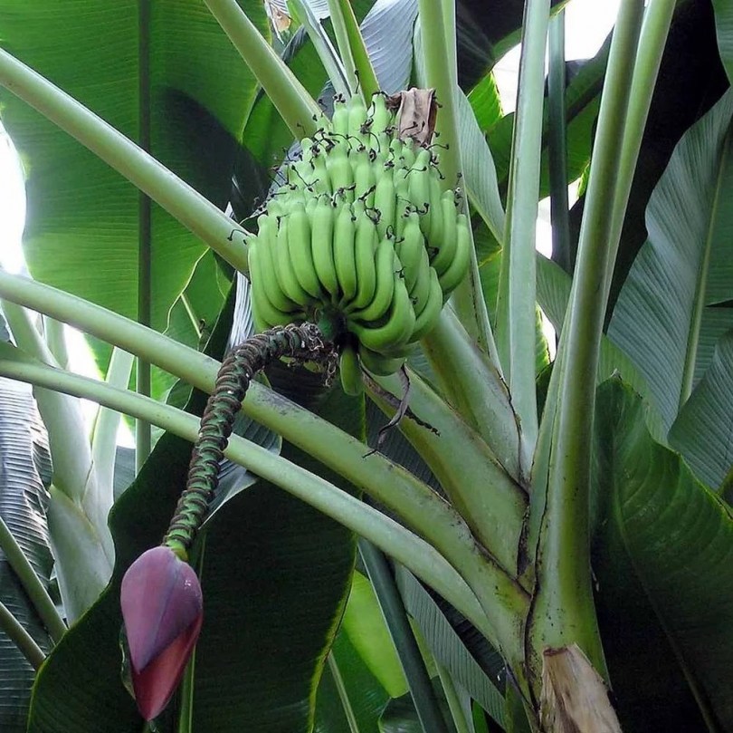 Plantain, Főző banán - Különleges gyümölcstermők az Egzotikus Növények Stúdiója kínálatából